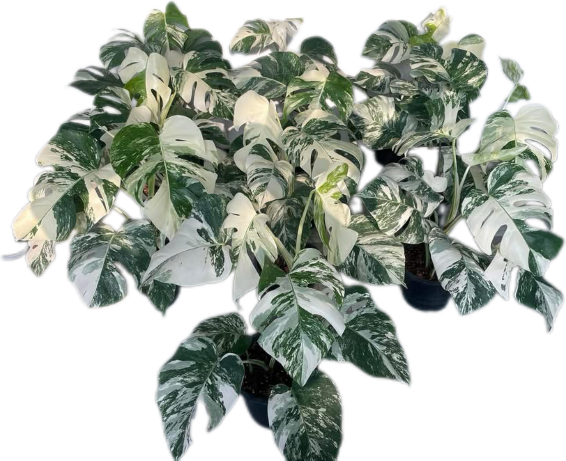 Monstera Albo (3-5 leaves) Set of 10 Plants Wholesale