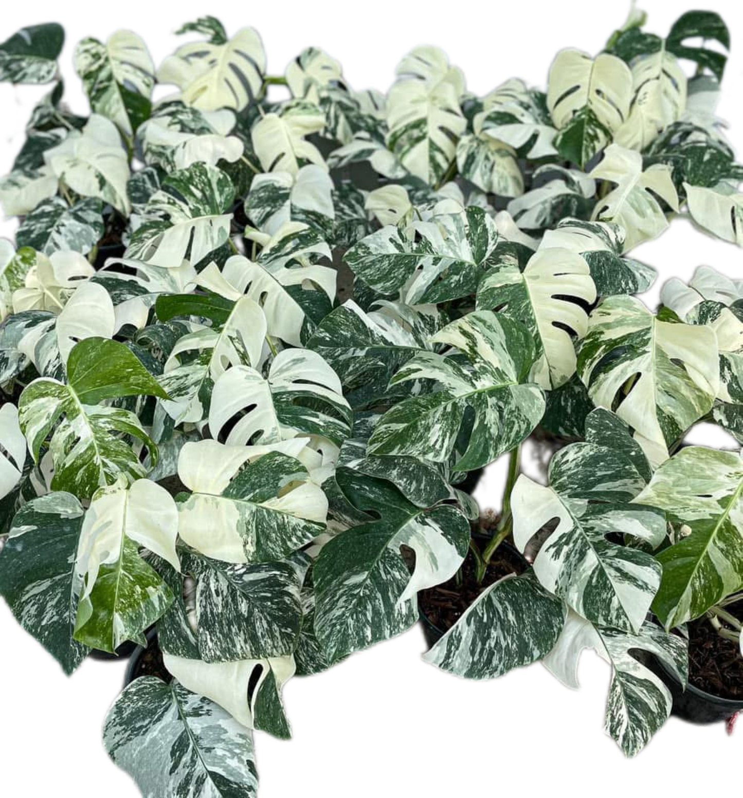 Monstera Albo (3-5 leaves) Set of 10 Plants Wholesale