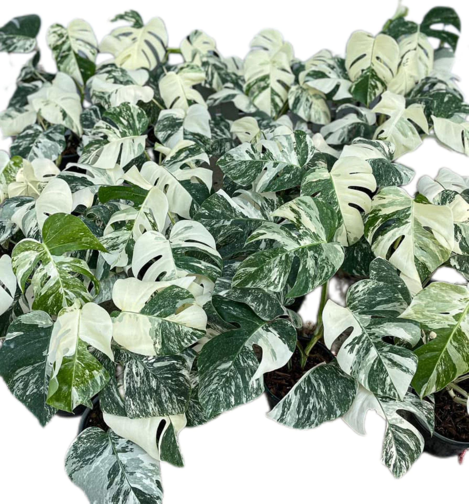 Monstera Albo (3-5 leaves) Set of 10 Plants Wholesale