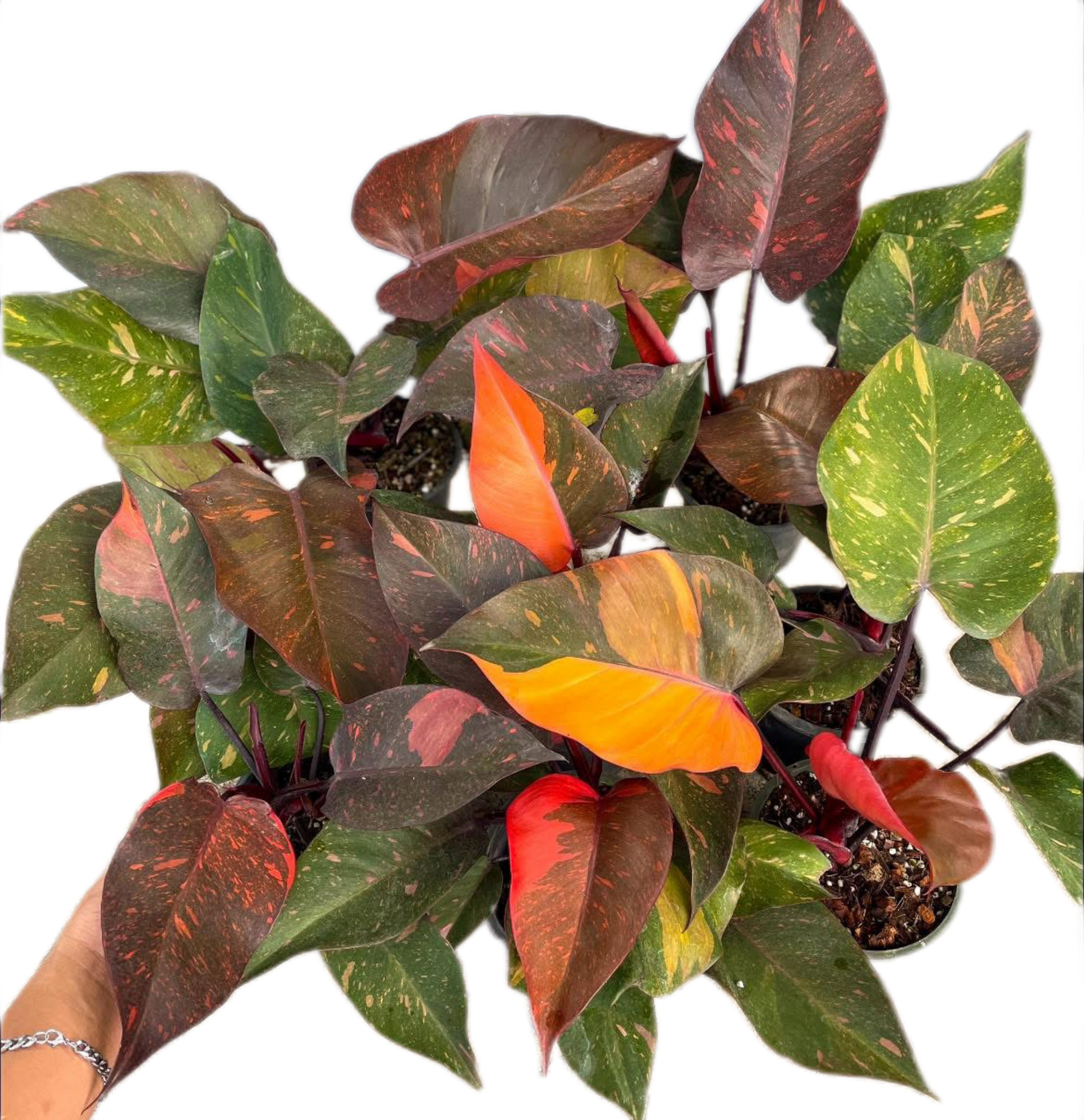 Philodendron Orange Princess Variegated Set of 10 Plants