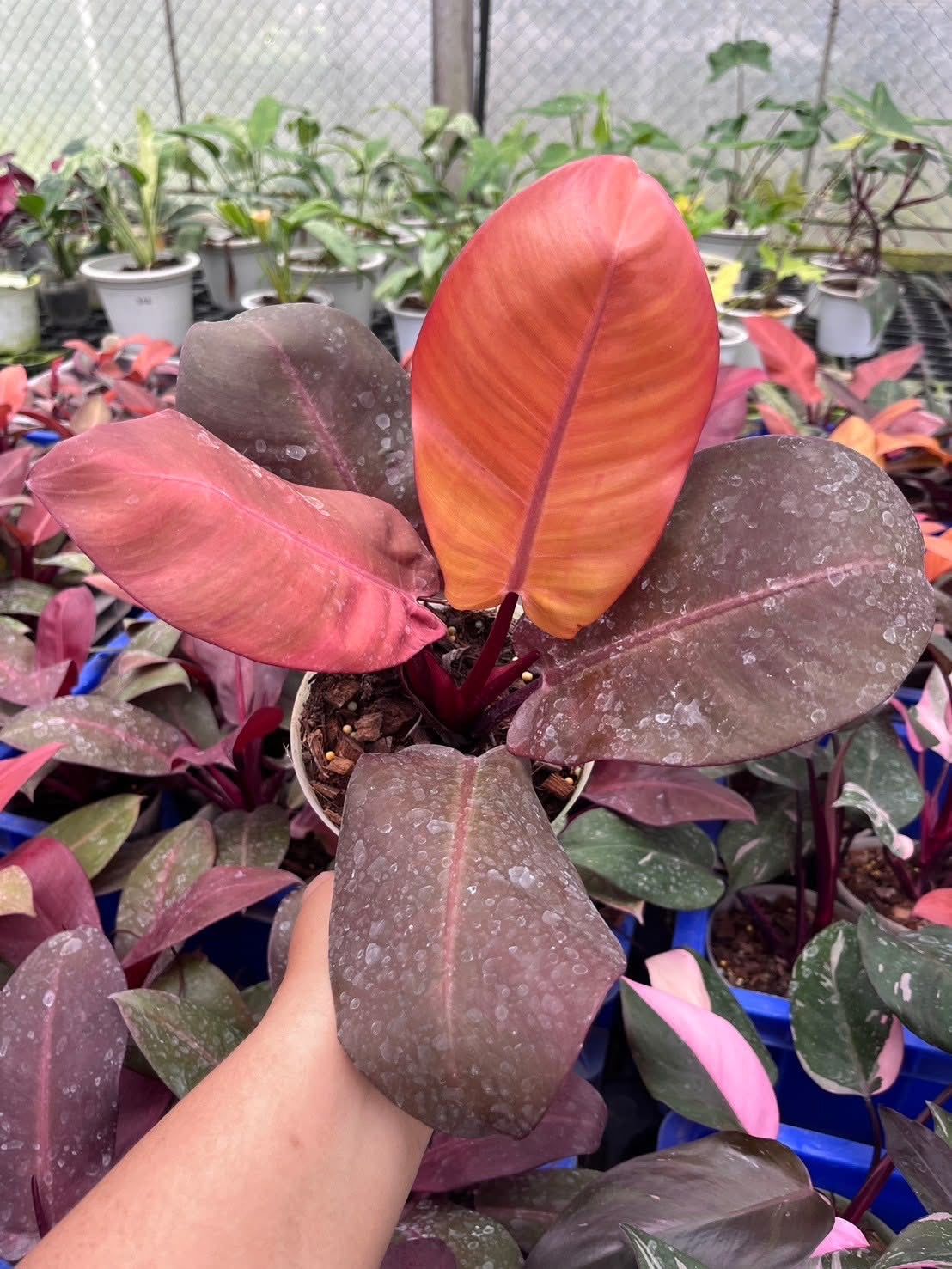 Philodendron Black Cardinal Orange Set of 10 Plants Wholesale