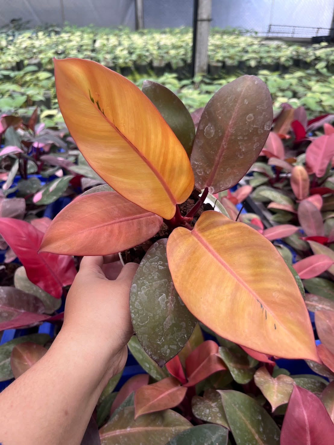 Philodendron Black Cardinal Orange Set of 10 Plants Wholesale