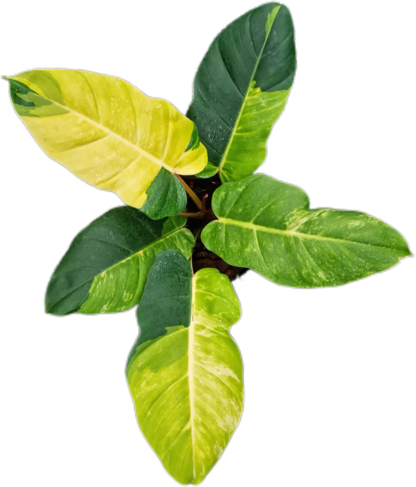 Philodendron Jungle Fever Variegated – Wholesale Set of 5 Plants