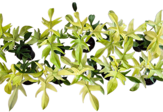 Philodendron “Florida Ghost” Variegated – Wholesale Set of 10 Plants