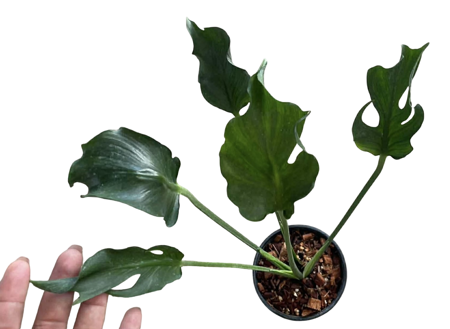 Buy Monstera deliciosa 'Full Mint Marble'… | Thailand Export