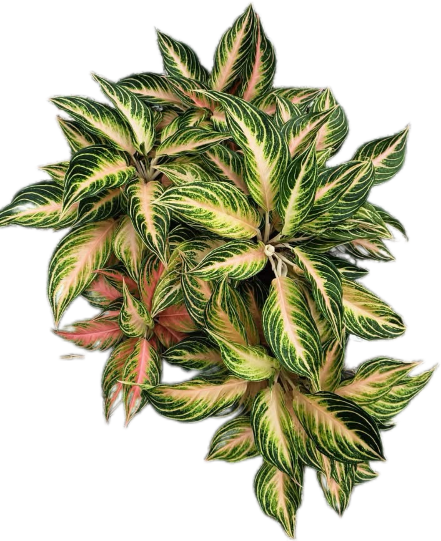 Aglaonema “Pink Panama” Wholesale Set of 10 Plants
