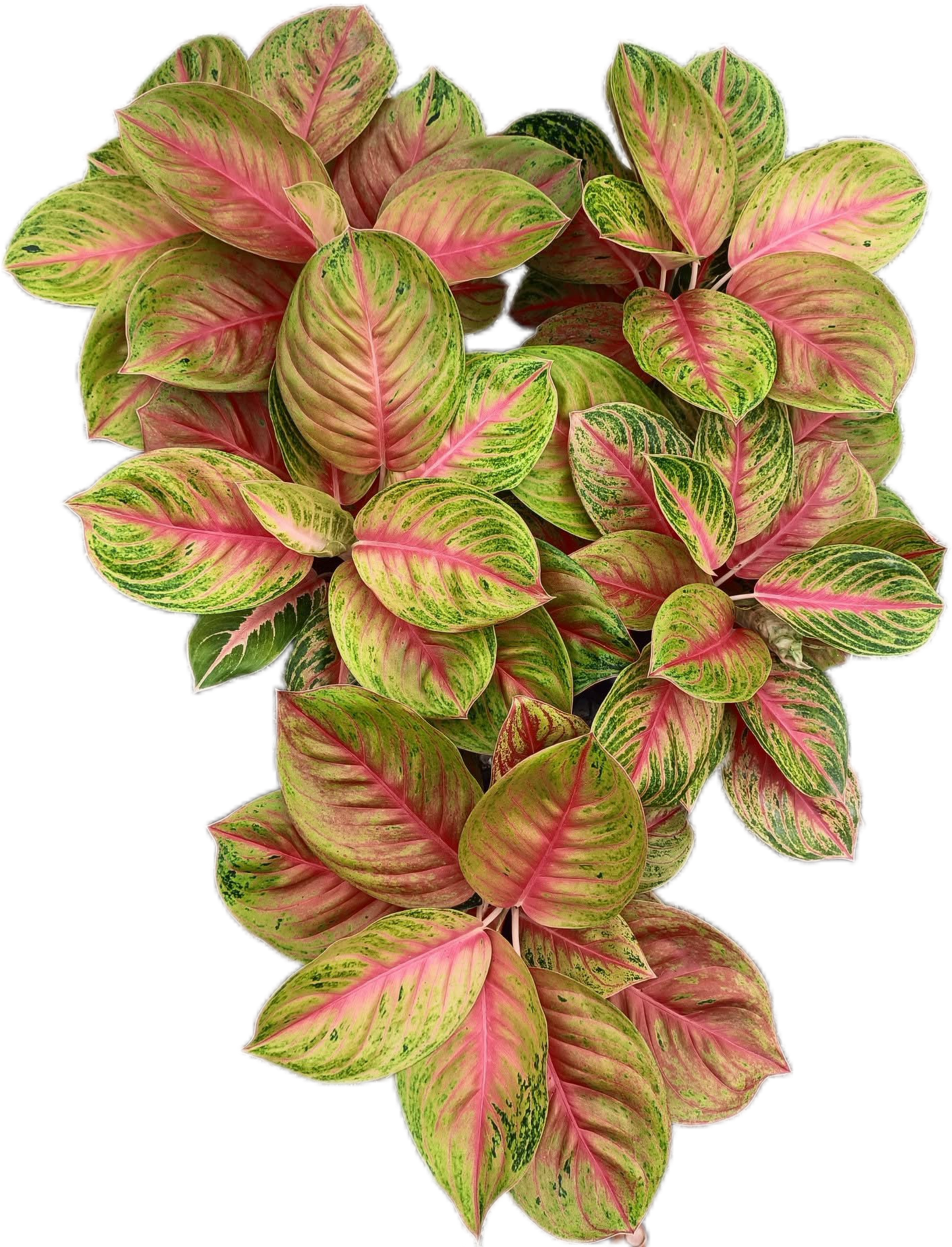 Aglaonema “Ruay Lap” (Lucky Wealth Aglaonema) Wholesale Set of 10 Plants