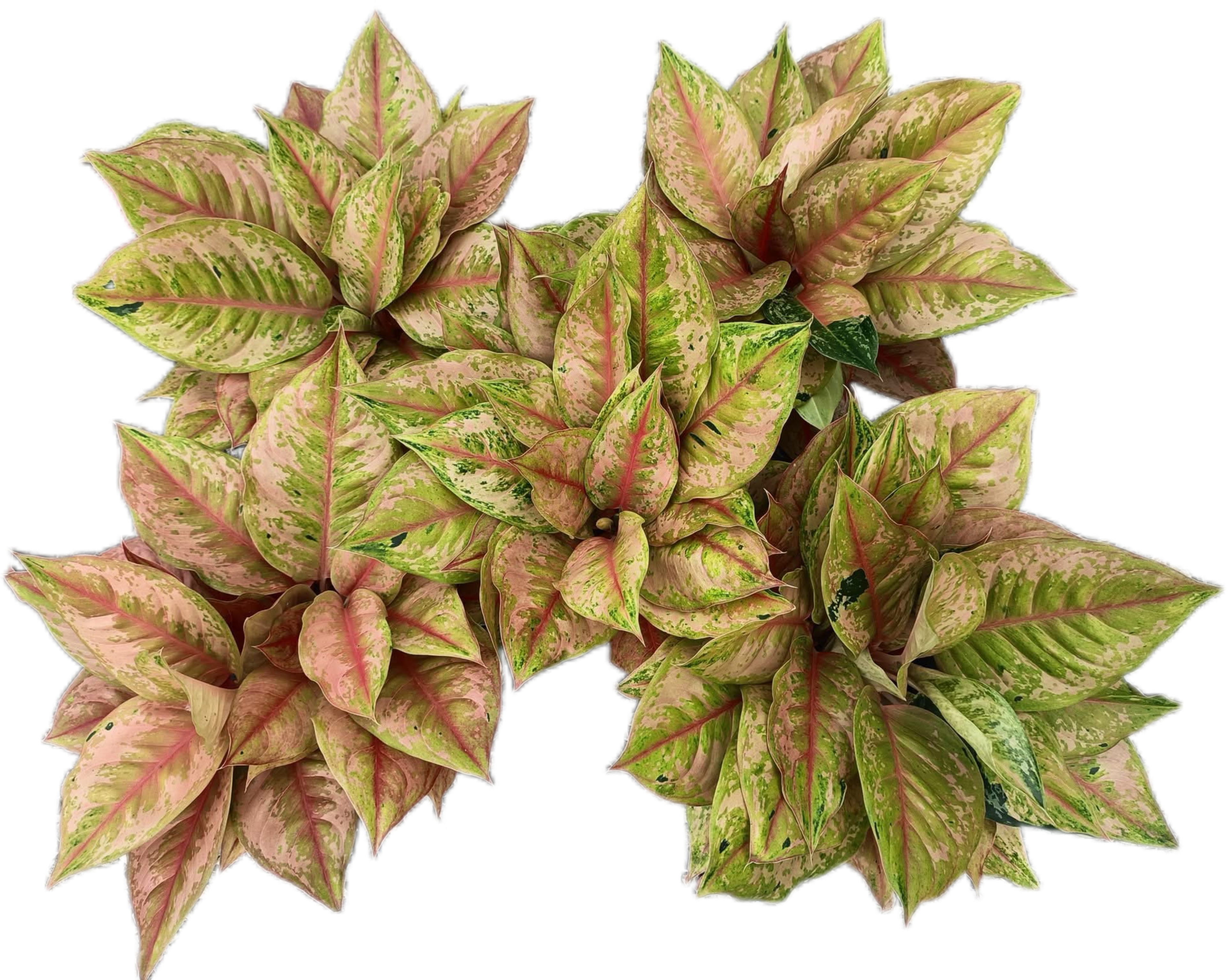 Buy Aglaonema “Prakai Petch” Bundle of 5 … | Thailand Export