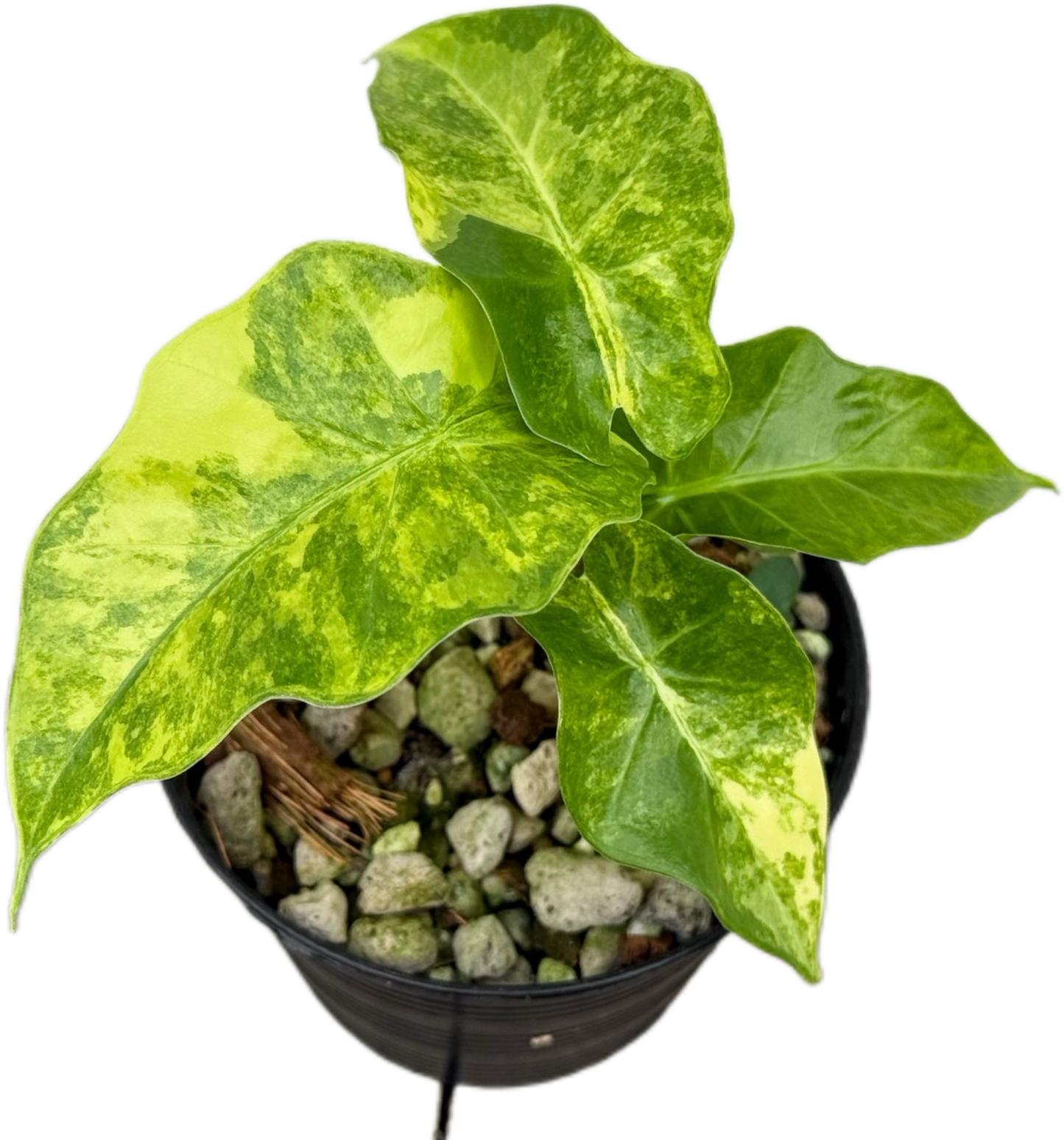 Alocasia “Low Rider” Aurea Variegated Set of 10 Plants