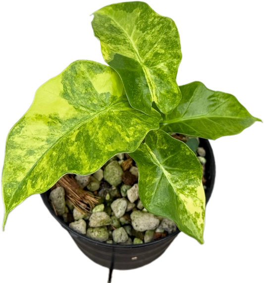 Alocasia “Low Rider” Aurea Variegated Set of 10 Plants