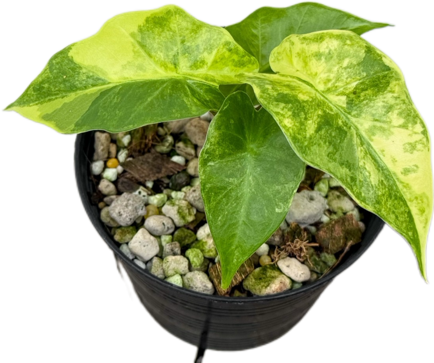 Alocasia “Low Rider” Aurea Variegated Set of 10 Plants