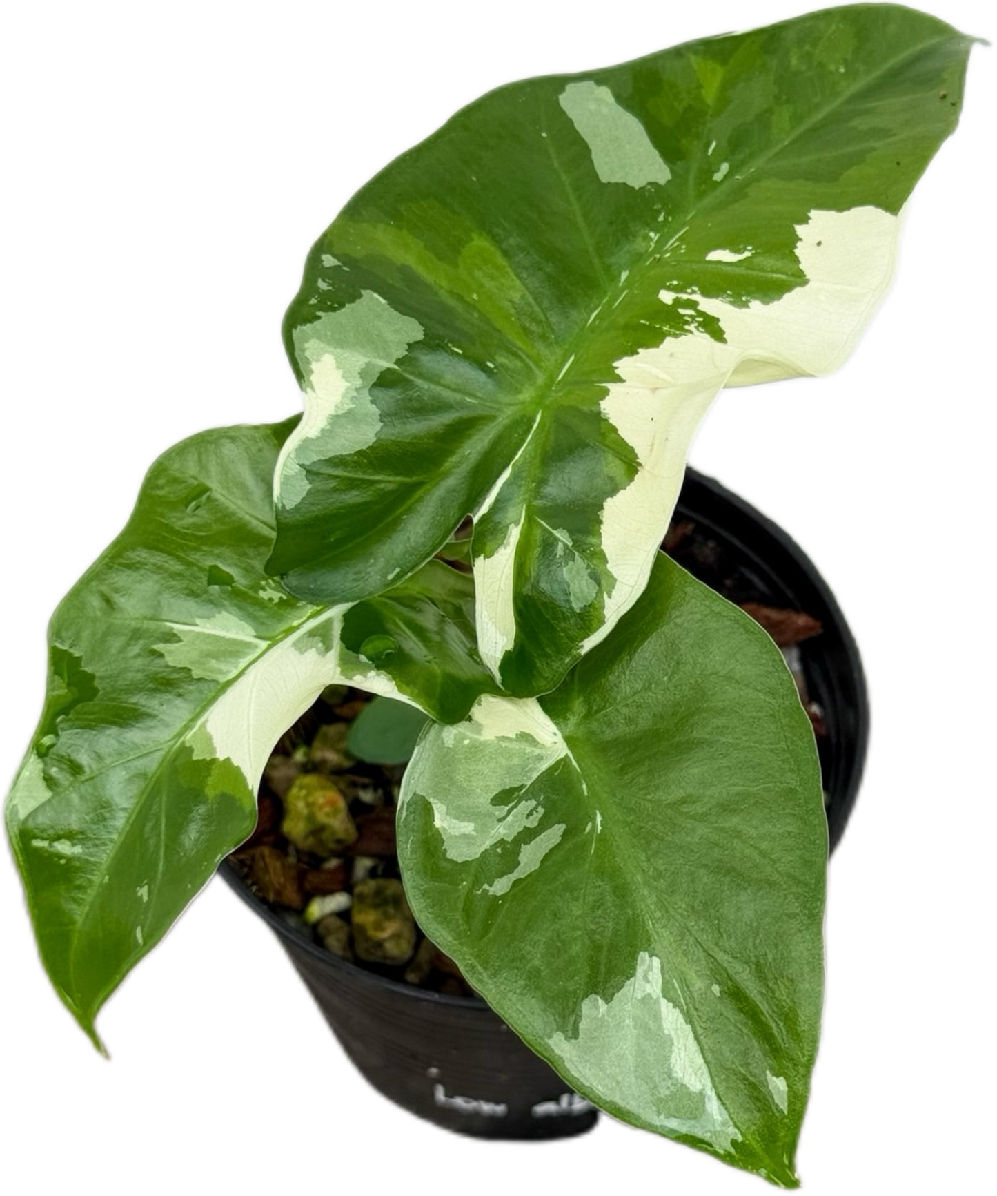 Alocasia “Low Rider” Albo Variegated Set of 10 Plants