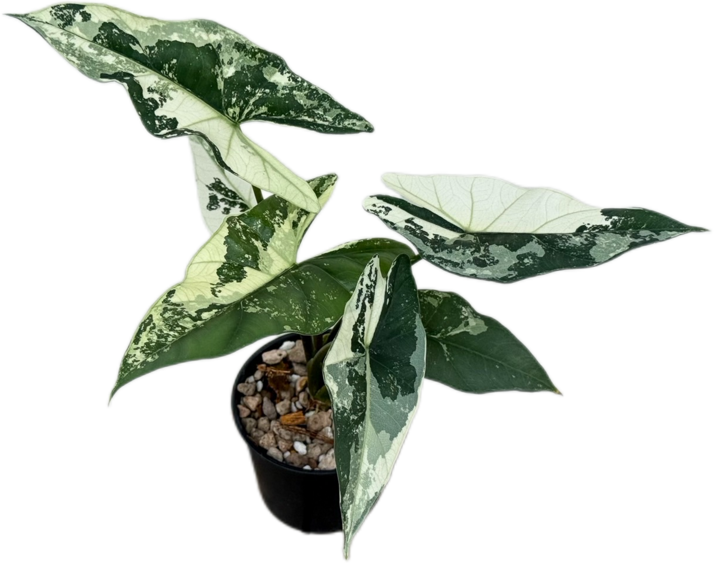 Alocasia Simpo Albo Variegated
