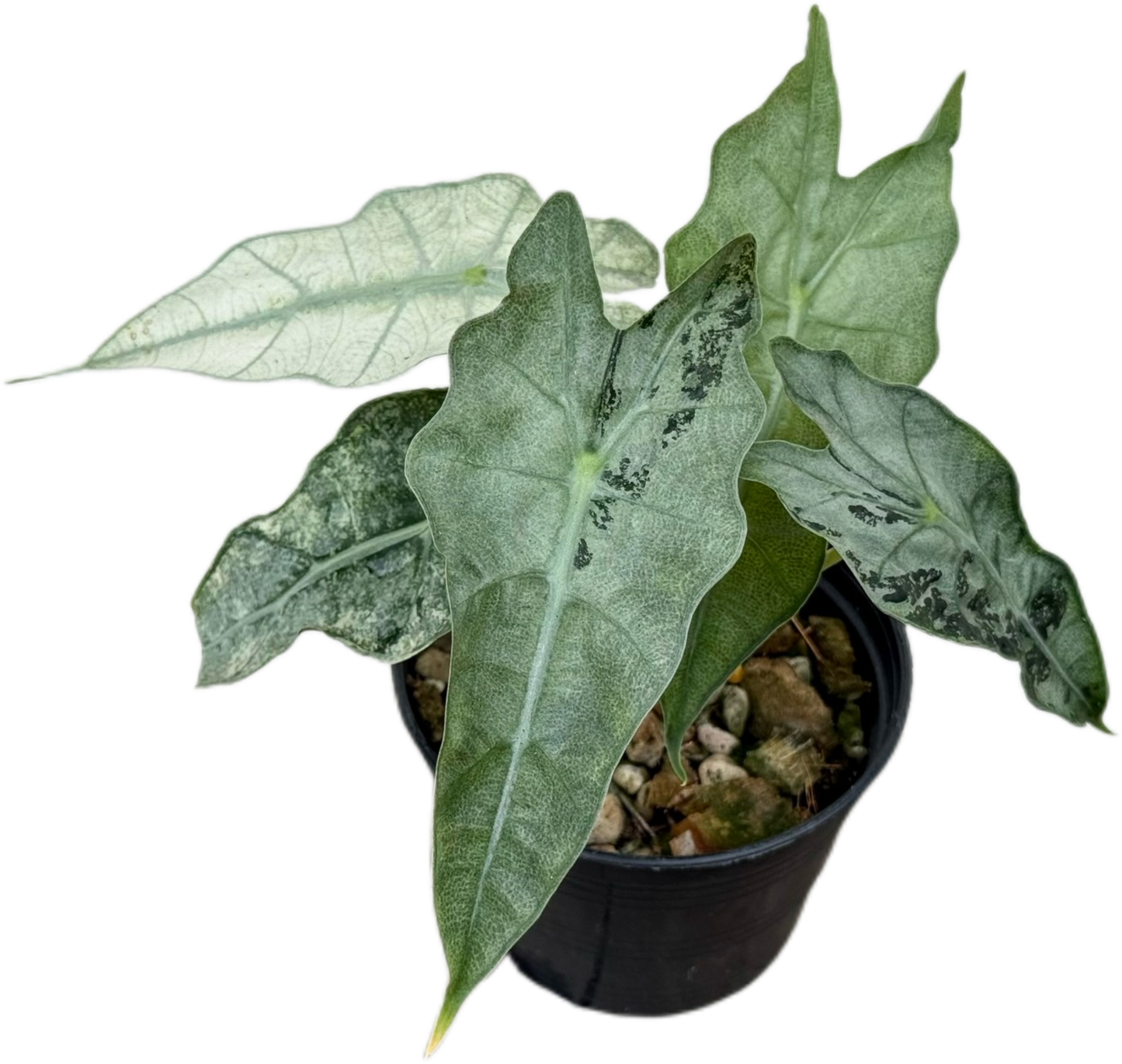 Alocasia Amazonica Mint Variegated