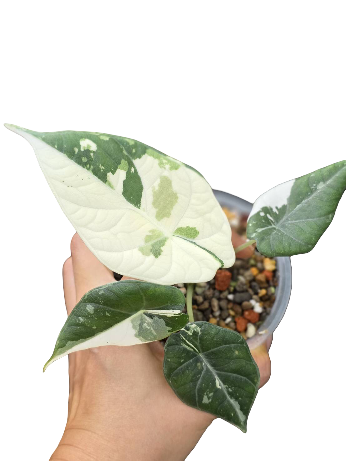 Buy Alocasia Maharani Albo Variegated | Thailand Export