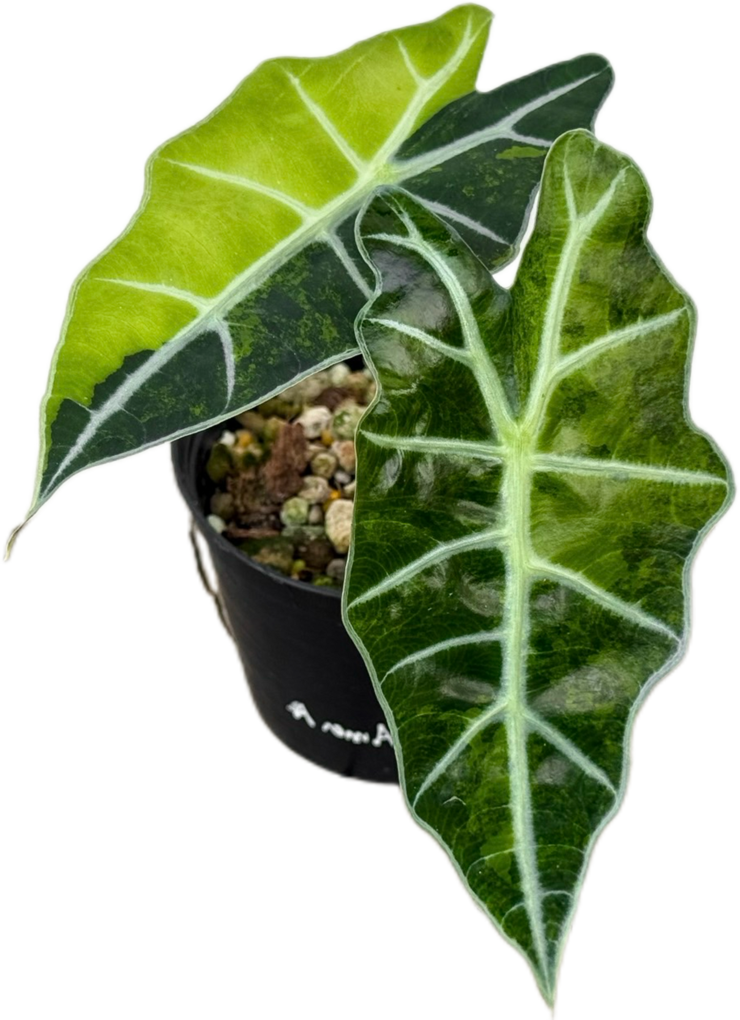 Alocasia Amazonica Aurea Variegated