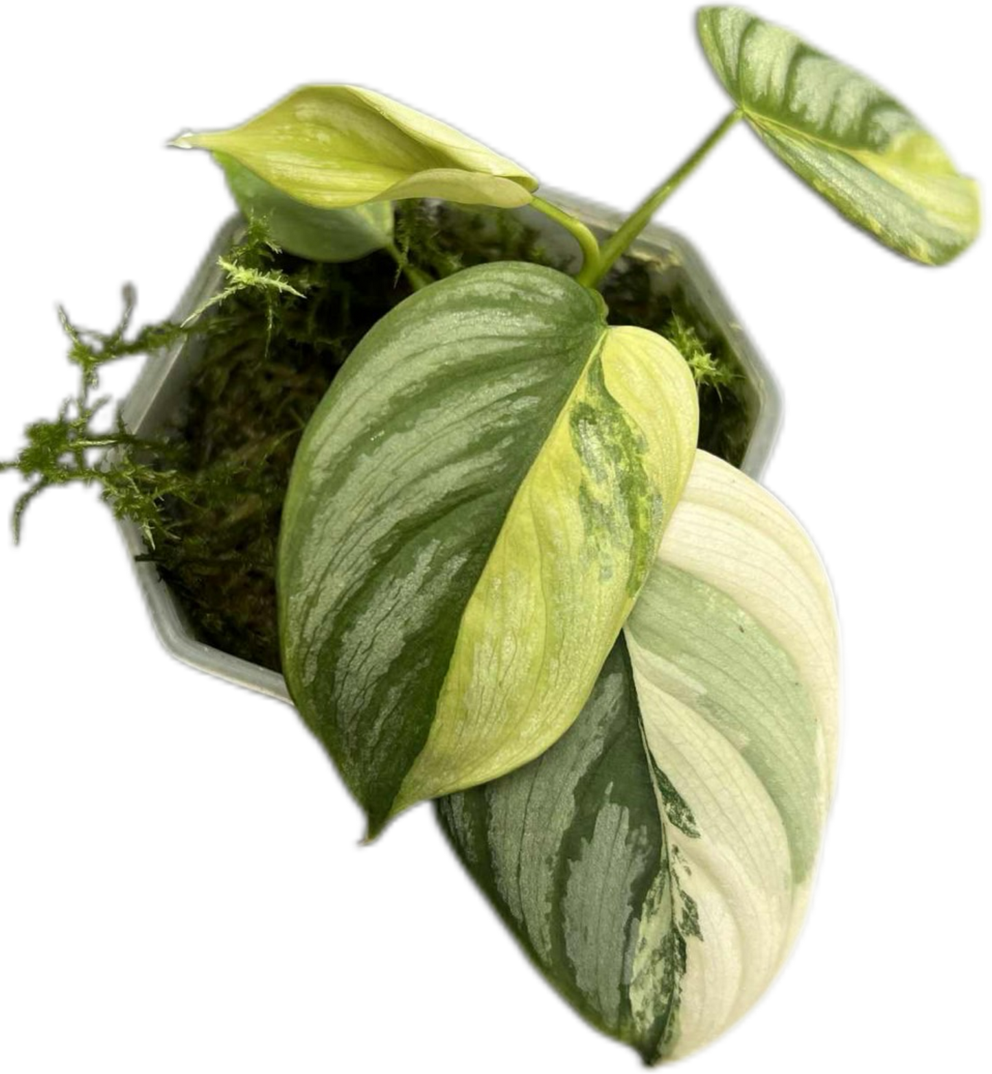 Philodendron Brandtianum Variegated