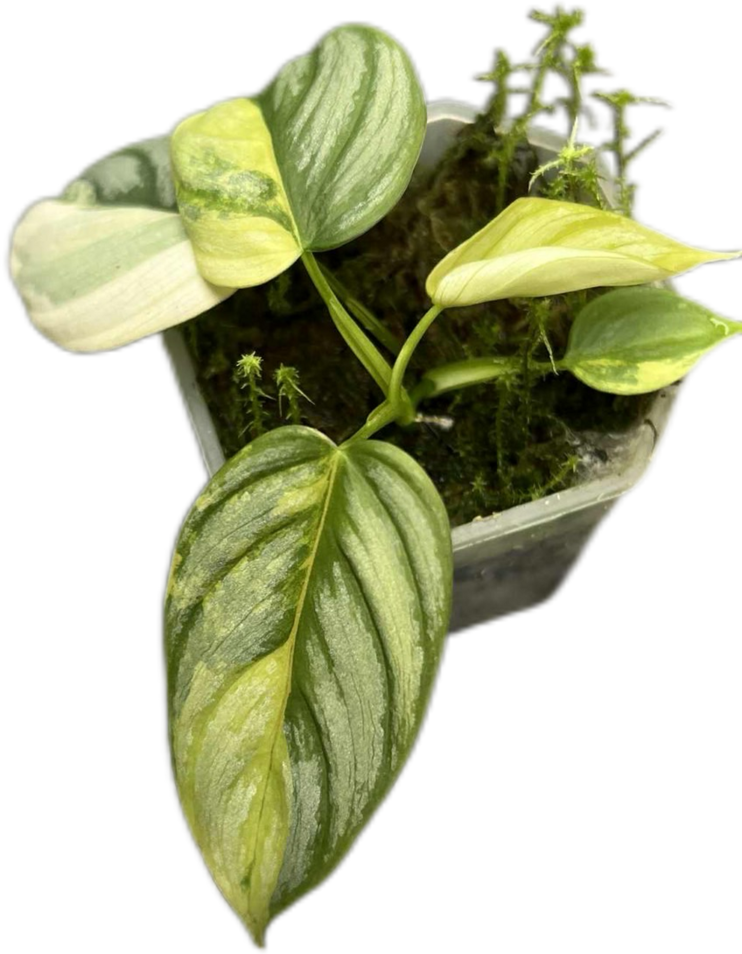 Philodendron Brandtianum Variegated