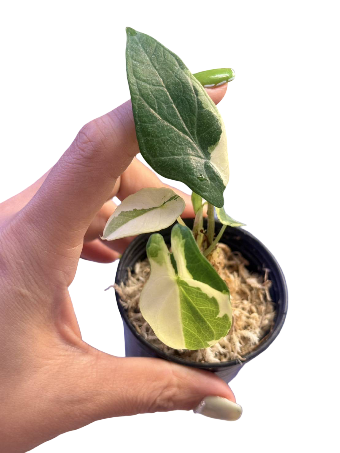 Buy Alocasia Scalprum Variegated | Thailand Export – FloristaPearl