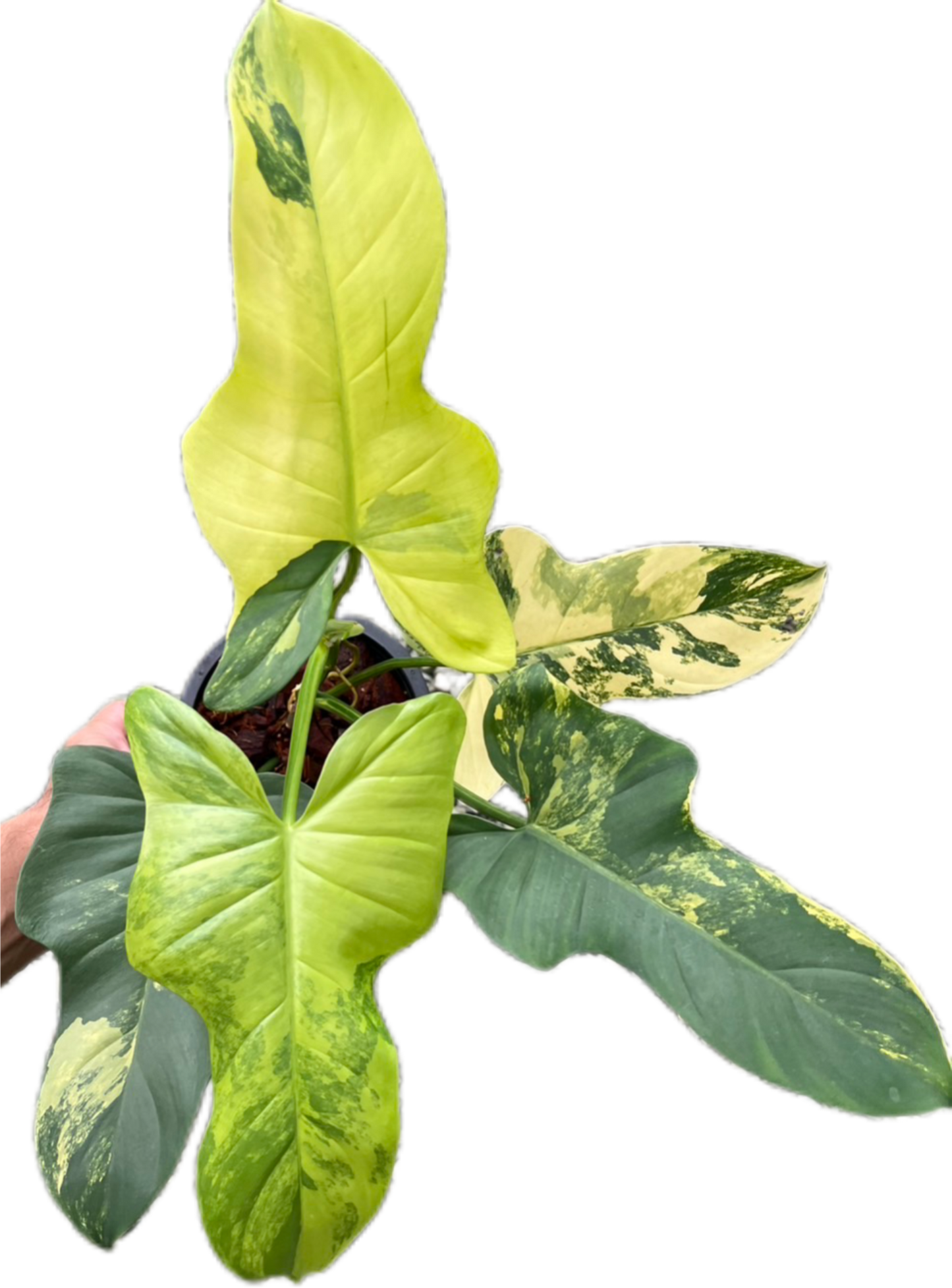 Philodendron Bipennifolium Variegated (Violin) Set of 5 Plants