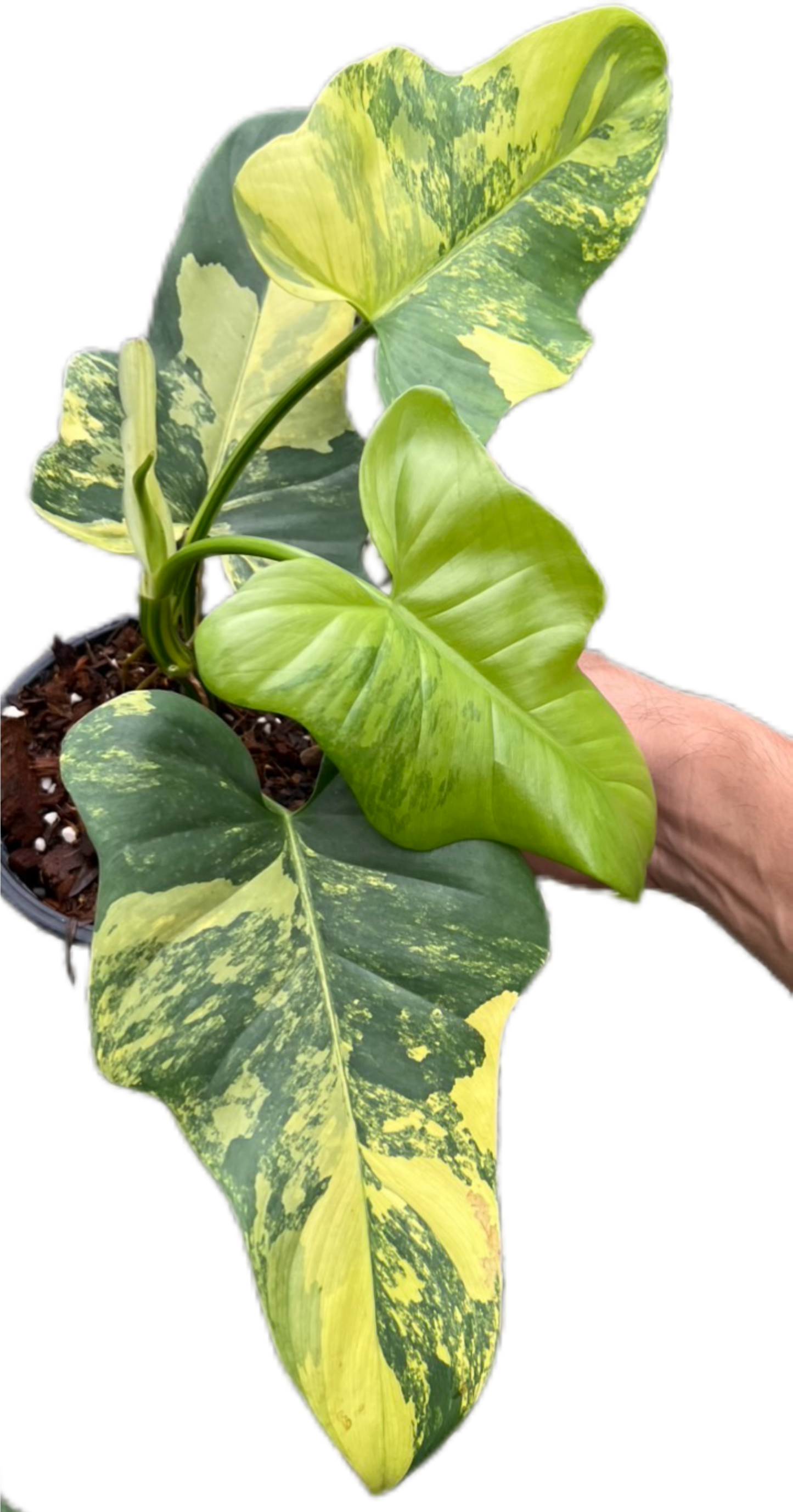 Philodendron Bipennifolium Variegated (Violin) Set of 5 Plants