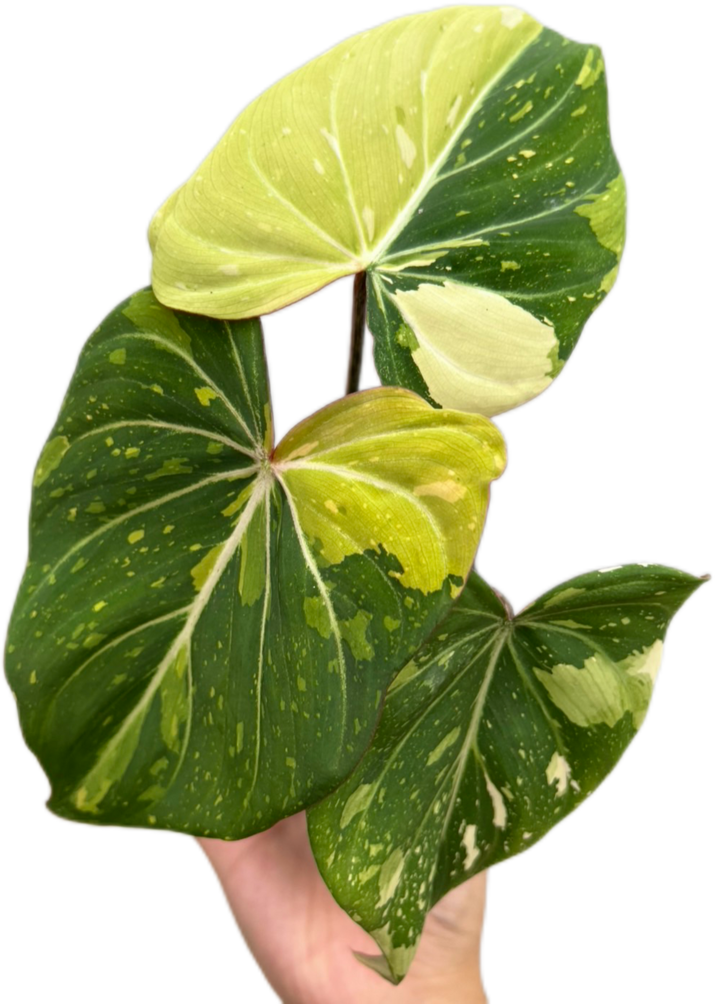 Philodendron Gloriosum Tricolor Variegated