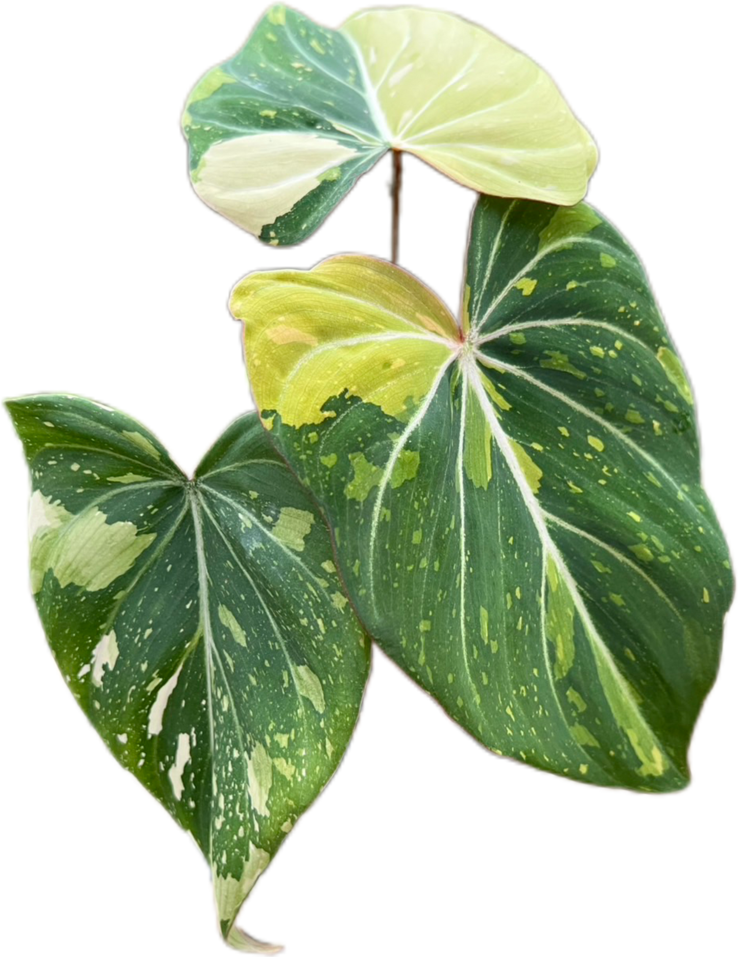 Philodendron Gloriosum Tricolor Variegated