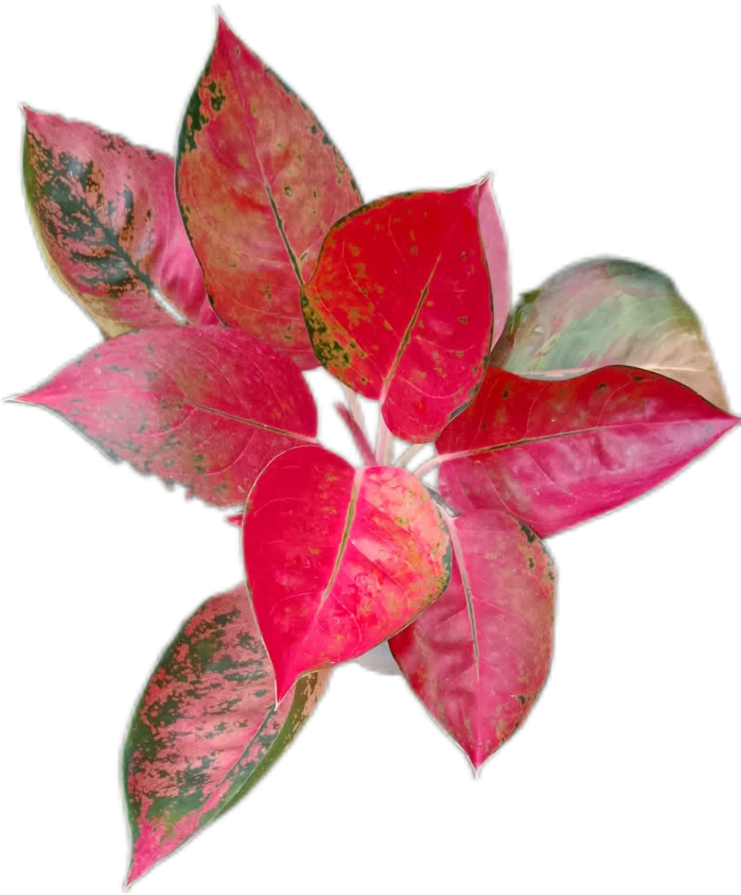Aglaonema Kochin (Cochin) Orange– Wholesale Set of 10 Plants