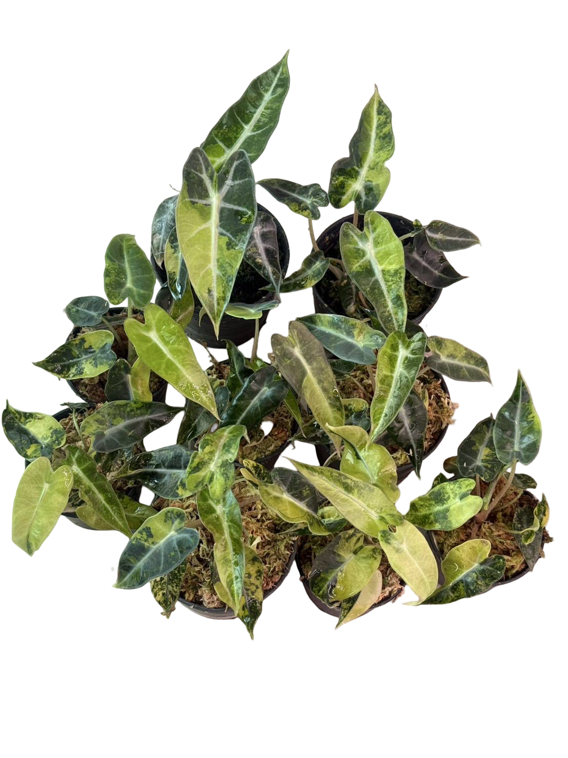 Alocasia Bambino Aurea Variegated Set of 10 plants