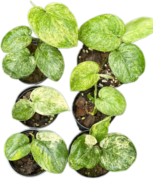 Scindapsus Salakanagara (Silver Dark Splash) Set of 5 Plants Wholesale