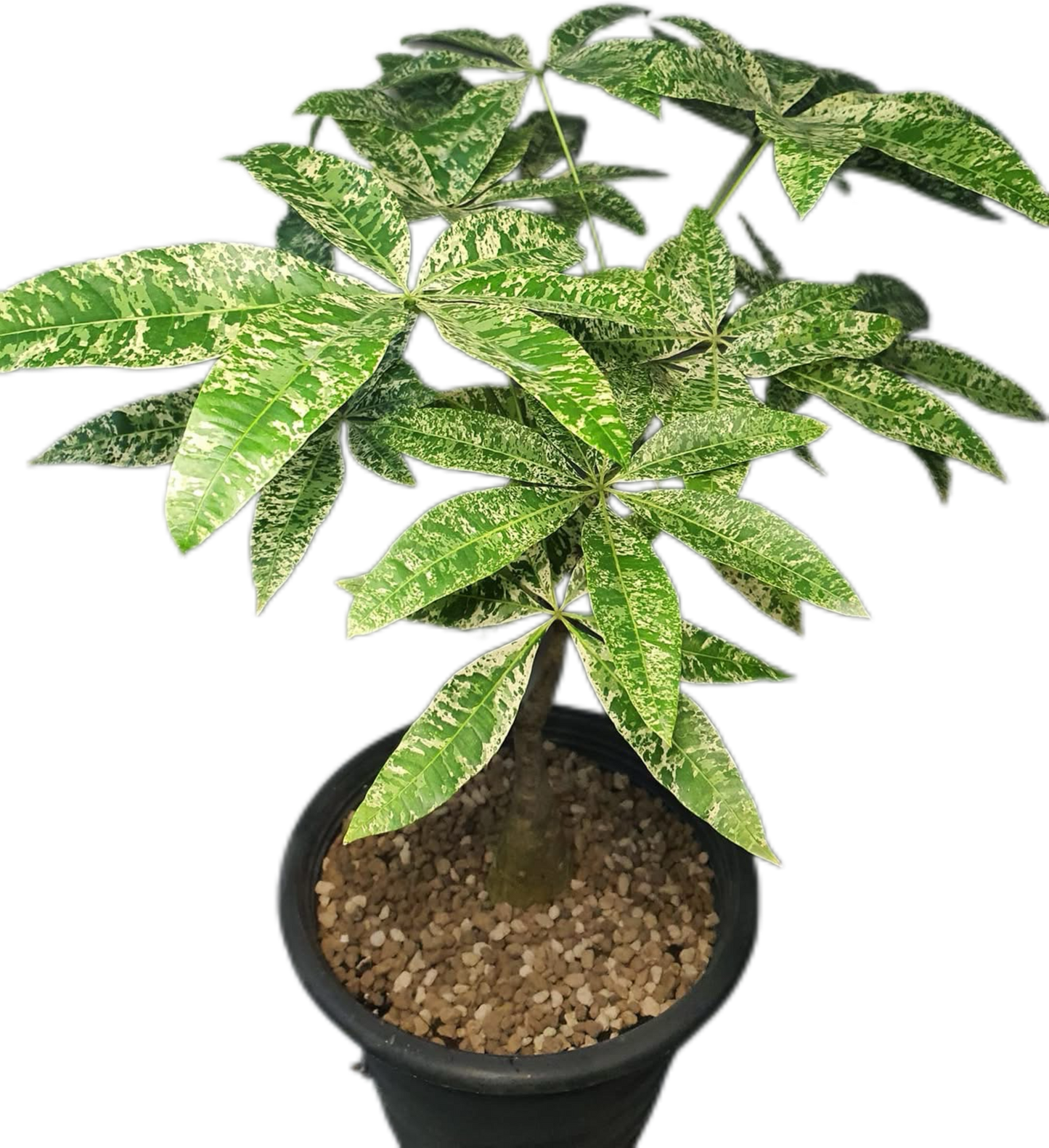 Pachira Aquatica (Money Tree) Variegated Set of 5 Plants Wholesale