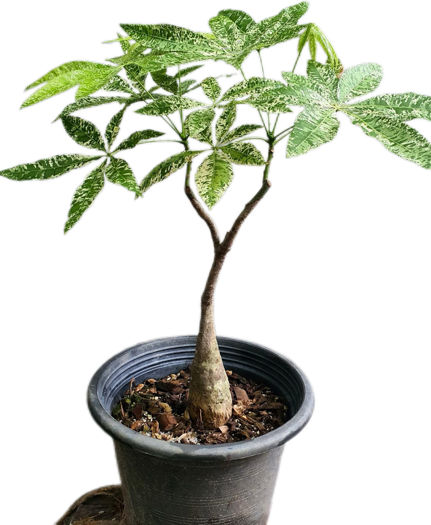 Pachira Aquatica (Money Tree) Variegated Set of 5 Plants Wholesale