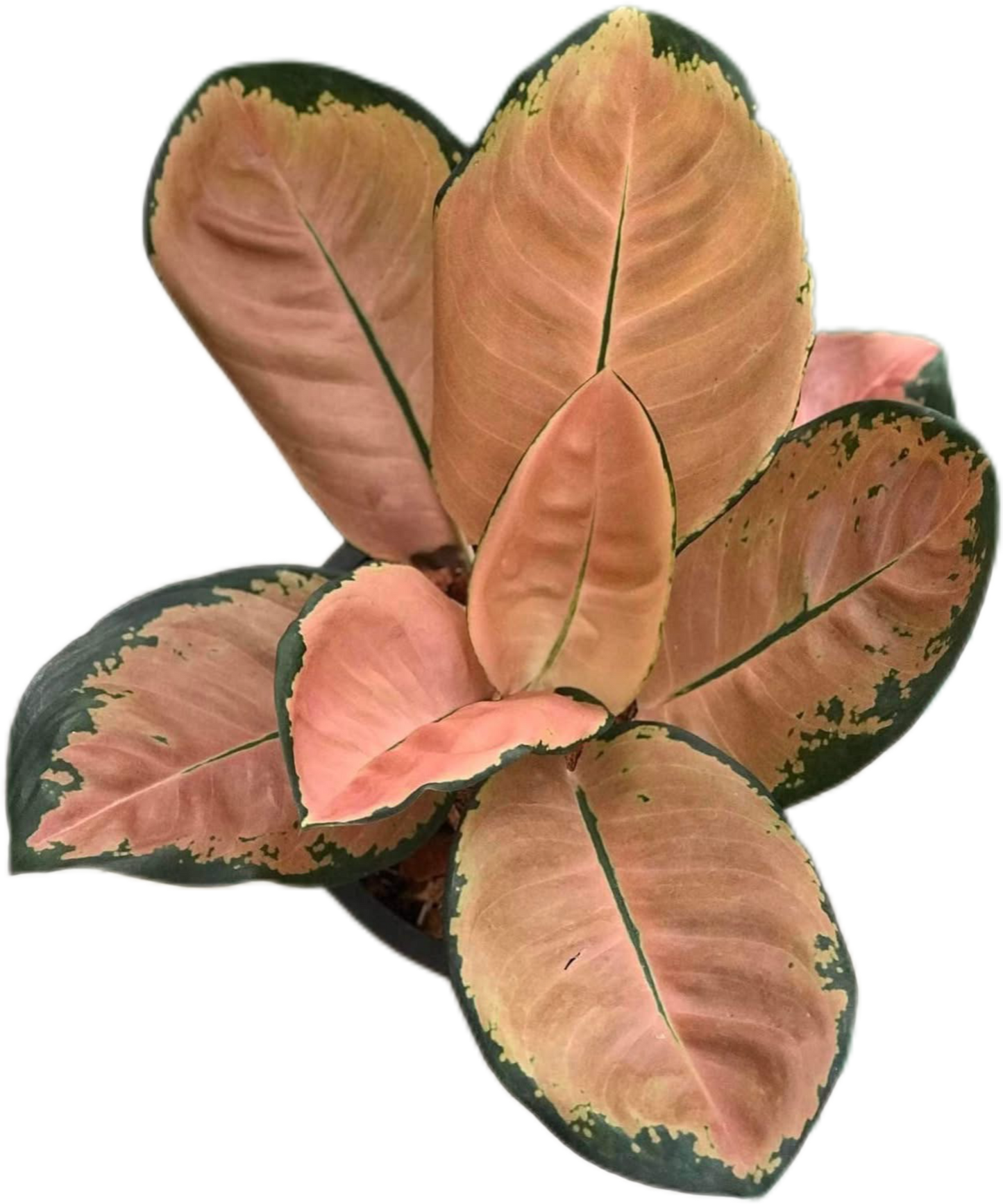 Aglaonema “Starbucks” | Set of 5 Plants