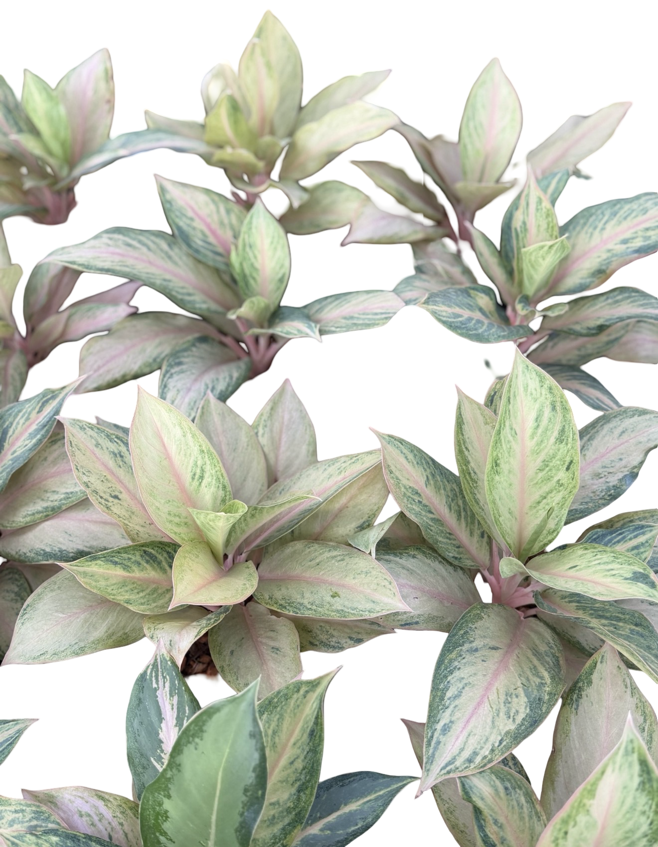 Aglaonema Pamela | Wholesale Set of 5 Plants