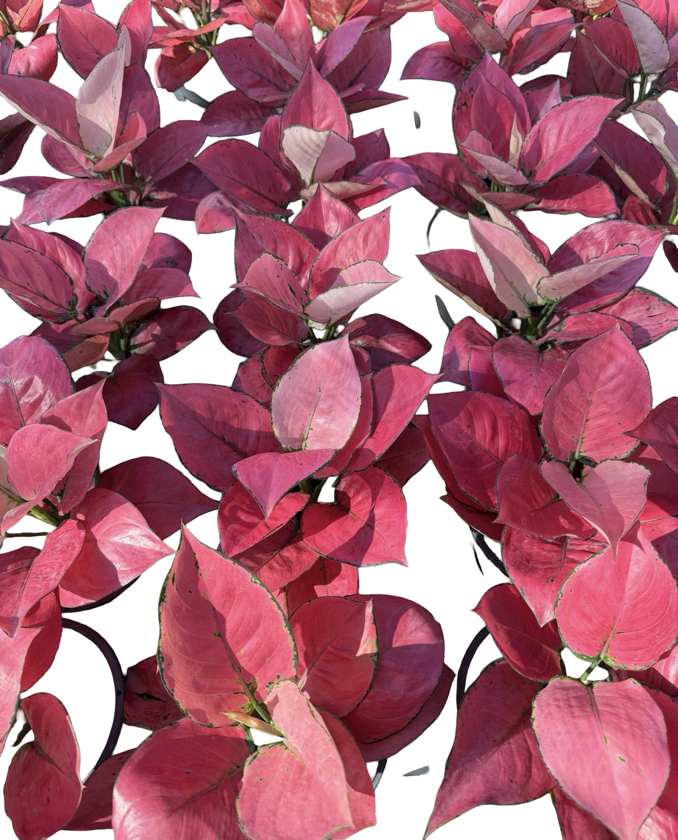 Aglaonema Pink Kumfah | Wholesale Set of 10 Plants