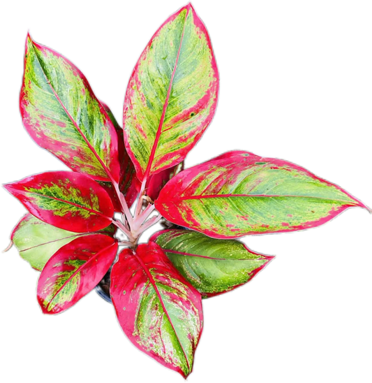 Aglaonema “Lipstick” Wholesale Set of 5 Plants