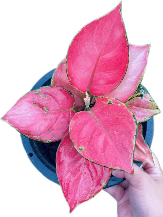 Aglaonema “Super Pink” Wholesale Set of 10 Plants