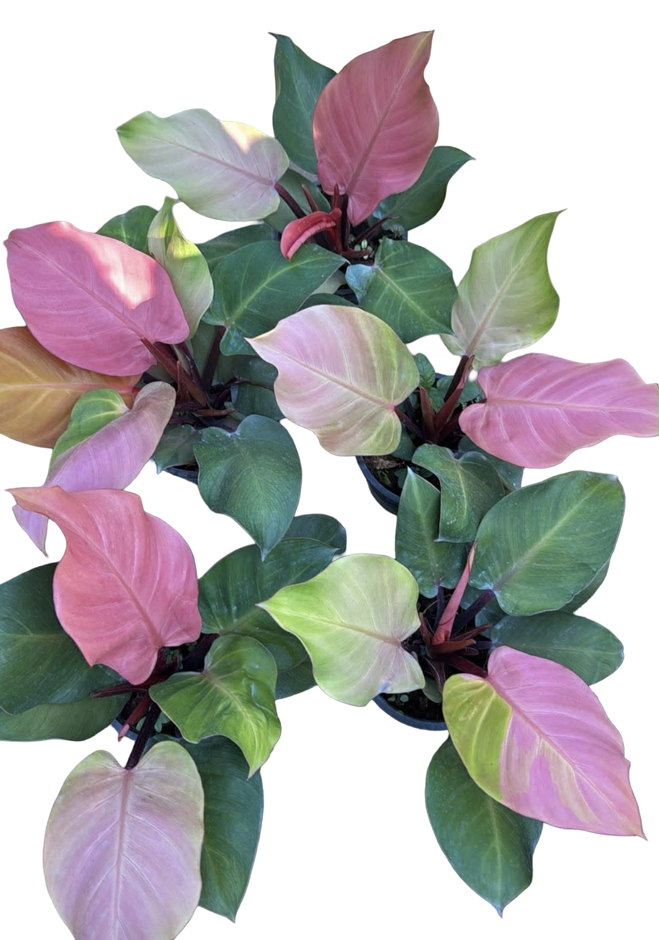 Buy Philodendron Cherry Red Mint | Thailand Export  FloristaPearl Garden