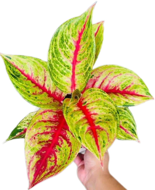 Aglaonema “Siam Diamond” Wholesale Set of 10 Plants