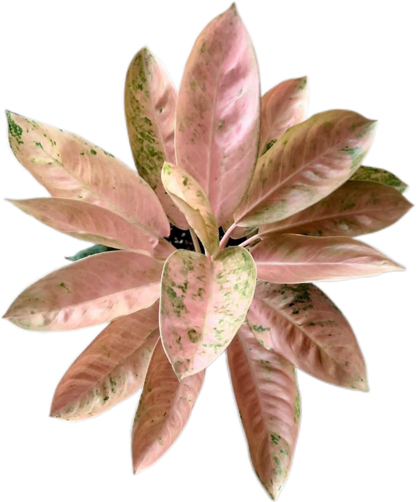 Aglaonema “Pink Banana” Wholesale Set of 10 Plants
