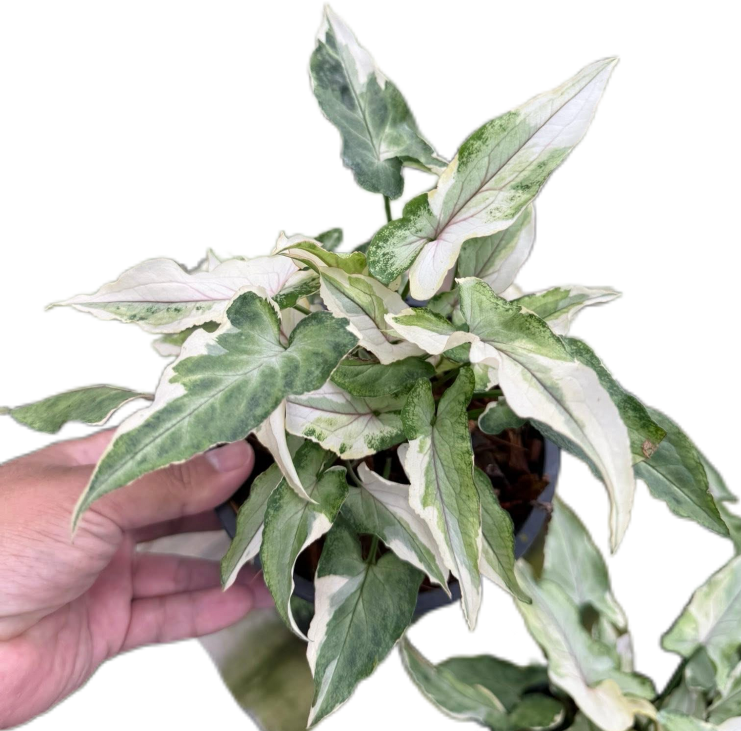 Syngonium “Starlite” Whole Set of 10 Plants