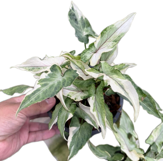 Syngonium “Starlite” Whole Set of 10 Plants