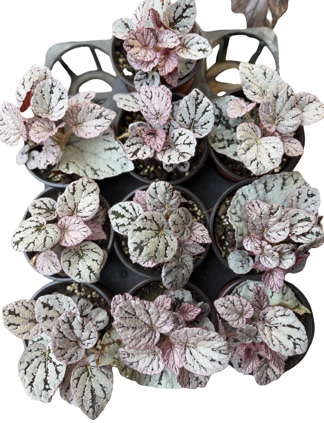 Buy Begonia “Snow Capped” Variegated | Thailand Export
