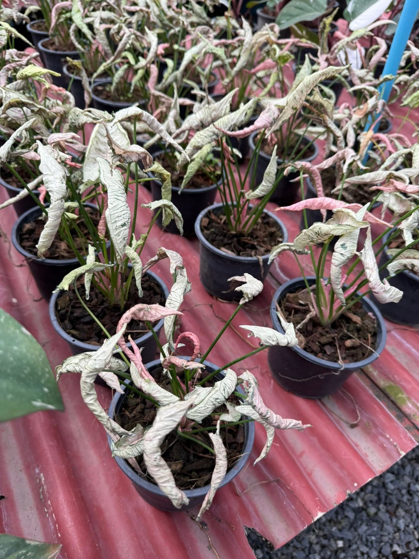 Syngonium “Pink Rolli” Set of 5 Plants