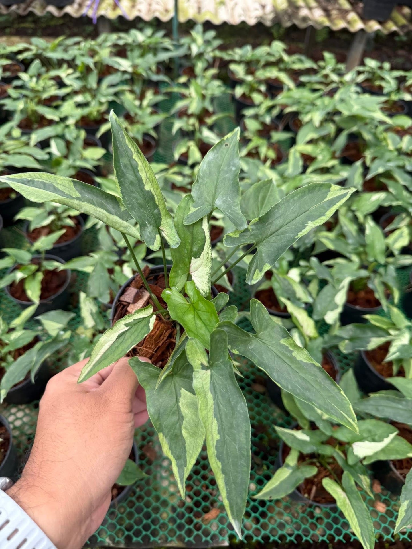 Syngonium “Eclipse” Wholesale Set of 10 Plants