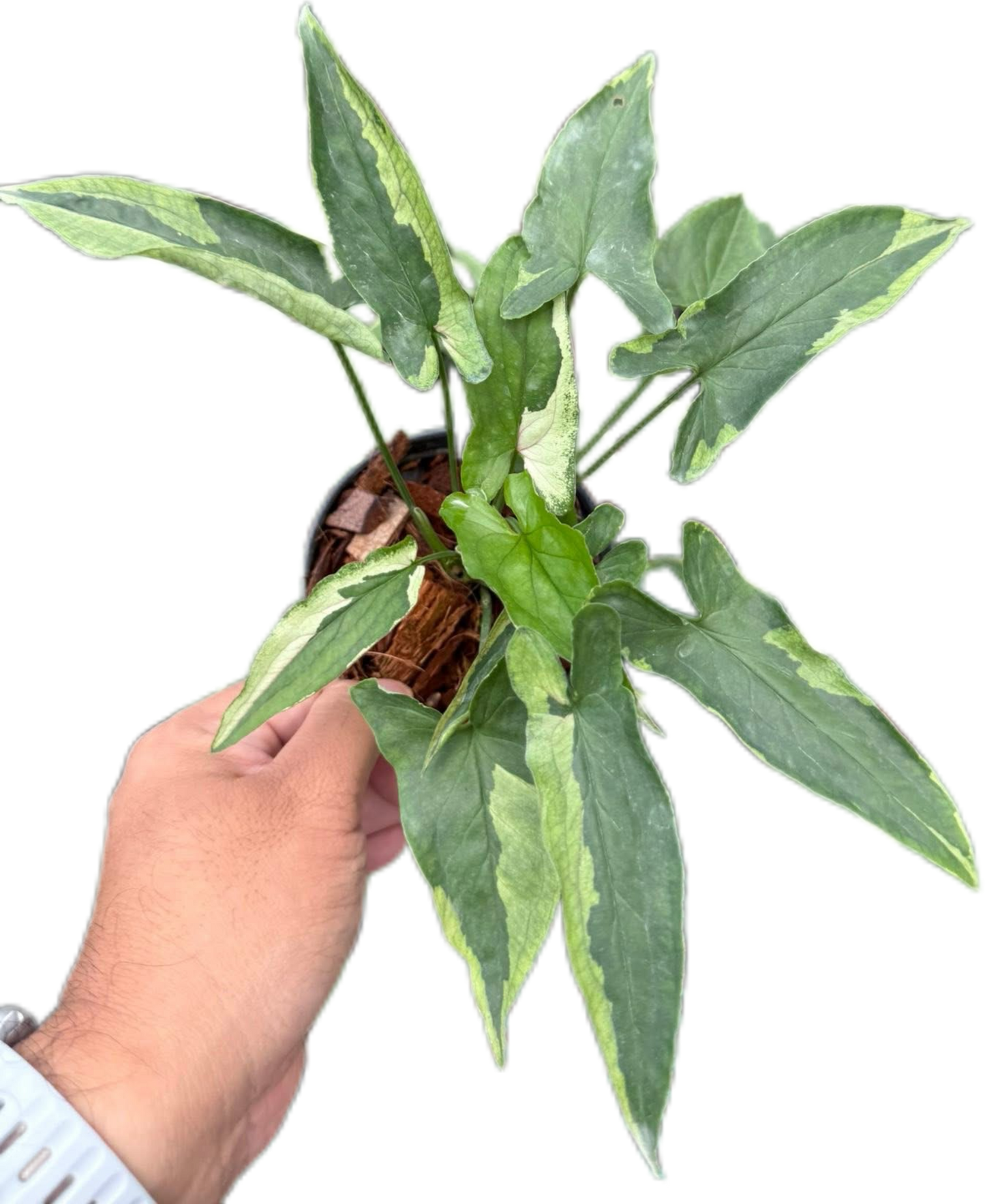 Syngonium “Eclipse” Wholesale Set of 10 Plants
