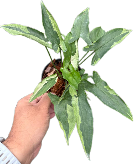 Syngonium “Eclipse” Wholesale Set of 10 Plants