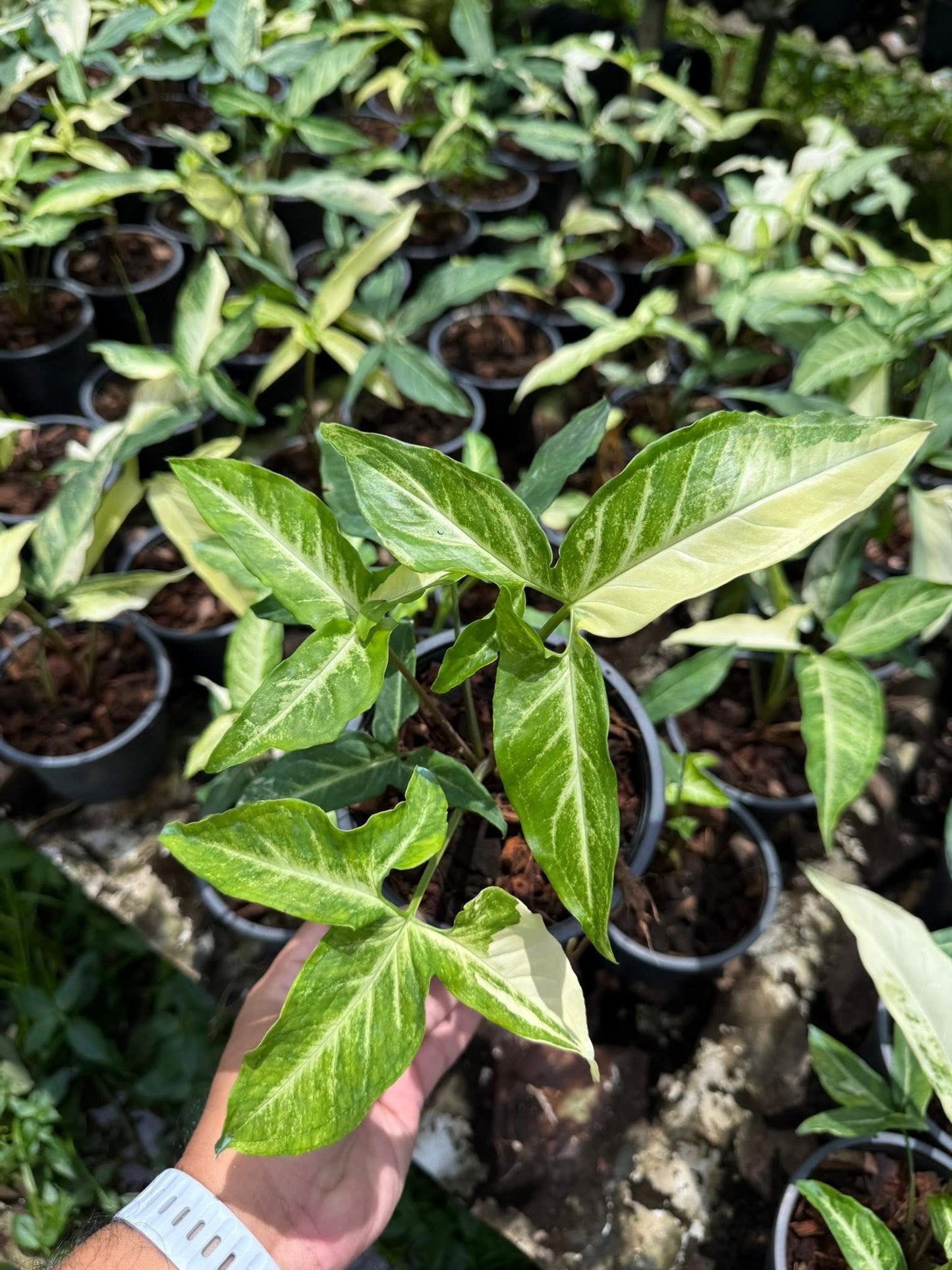 Syngonium Angustatum Variegated Wholesale Set of 5 Plants