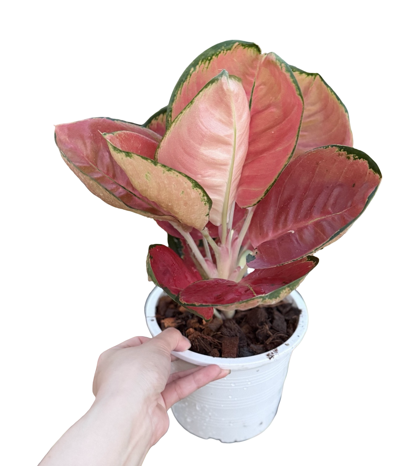 Aglaonema “Cochin Super Bowl” | Set of 3 Plants