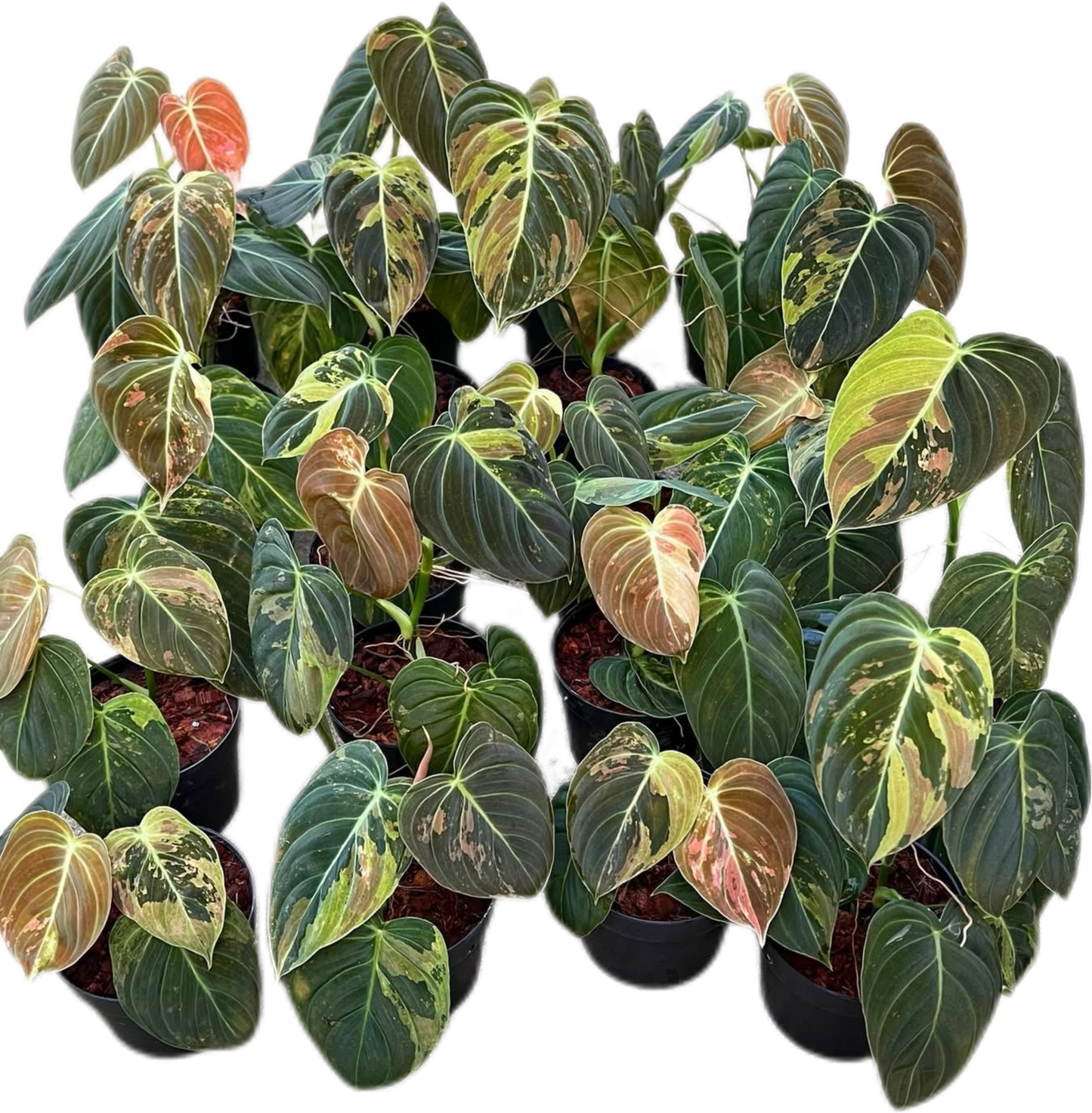 Philodendron Melanochrysum Variegated Set of 10 plants